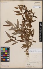 Foto von Salix babylonica L.